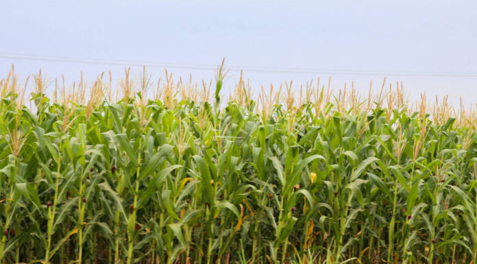 Exportações paranaenses de milho crescem 179% e receitas triplicam em 2025
