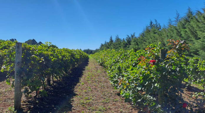 Programa de apoio à viticultura completa seis anos e beneficia 444 produtores familiares